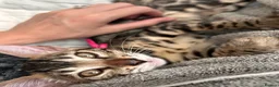 Bengal cats for sale: Beautiful Bengal Kittens, Ready now  - Advert 20