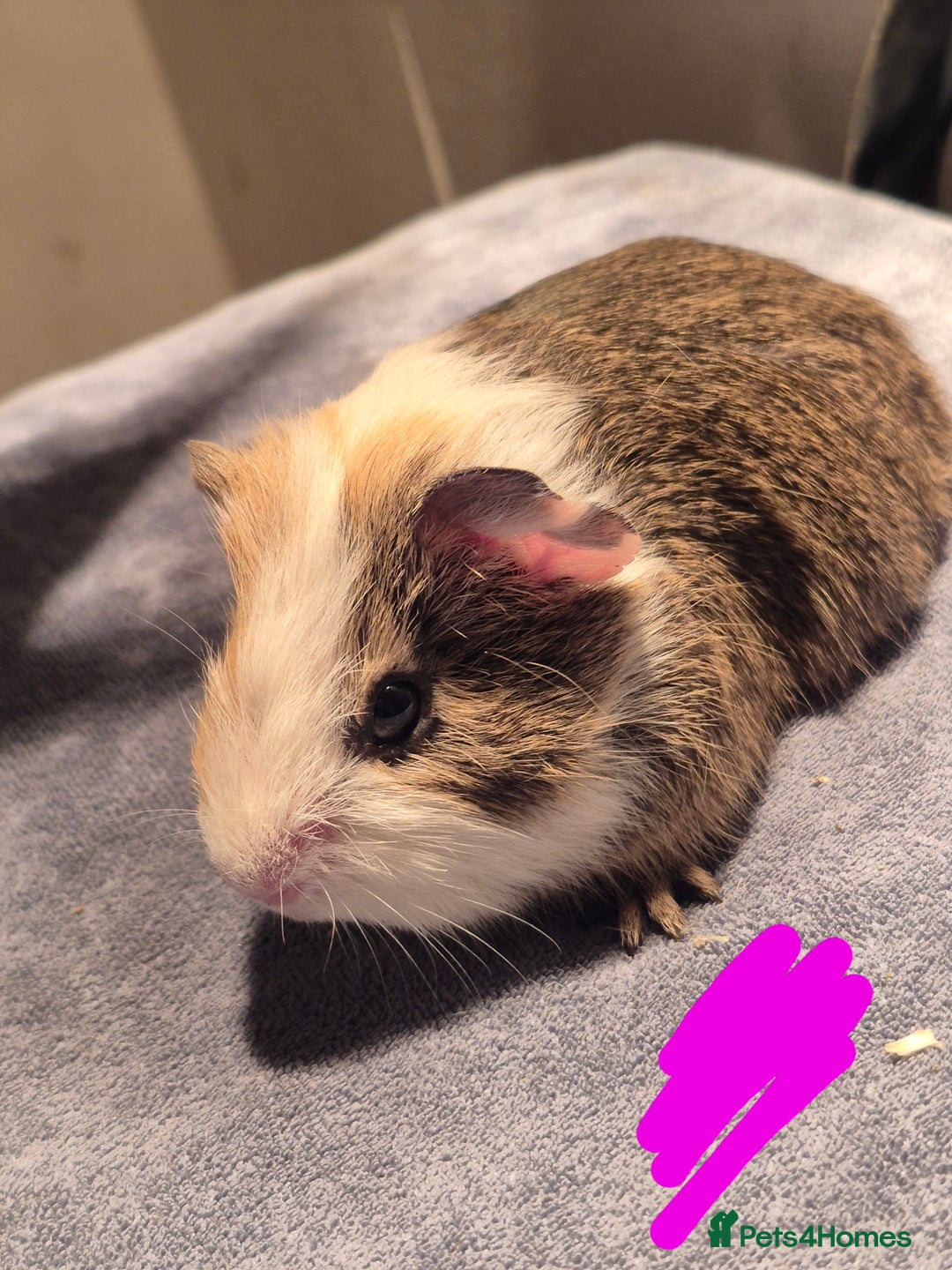 Guinea Pig rodents for sale: Mixed piggies for sale  - Advert 3