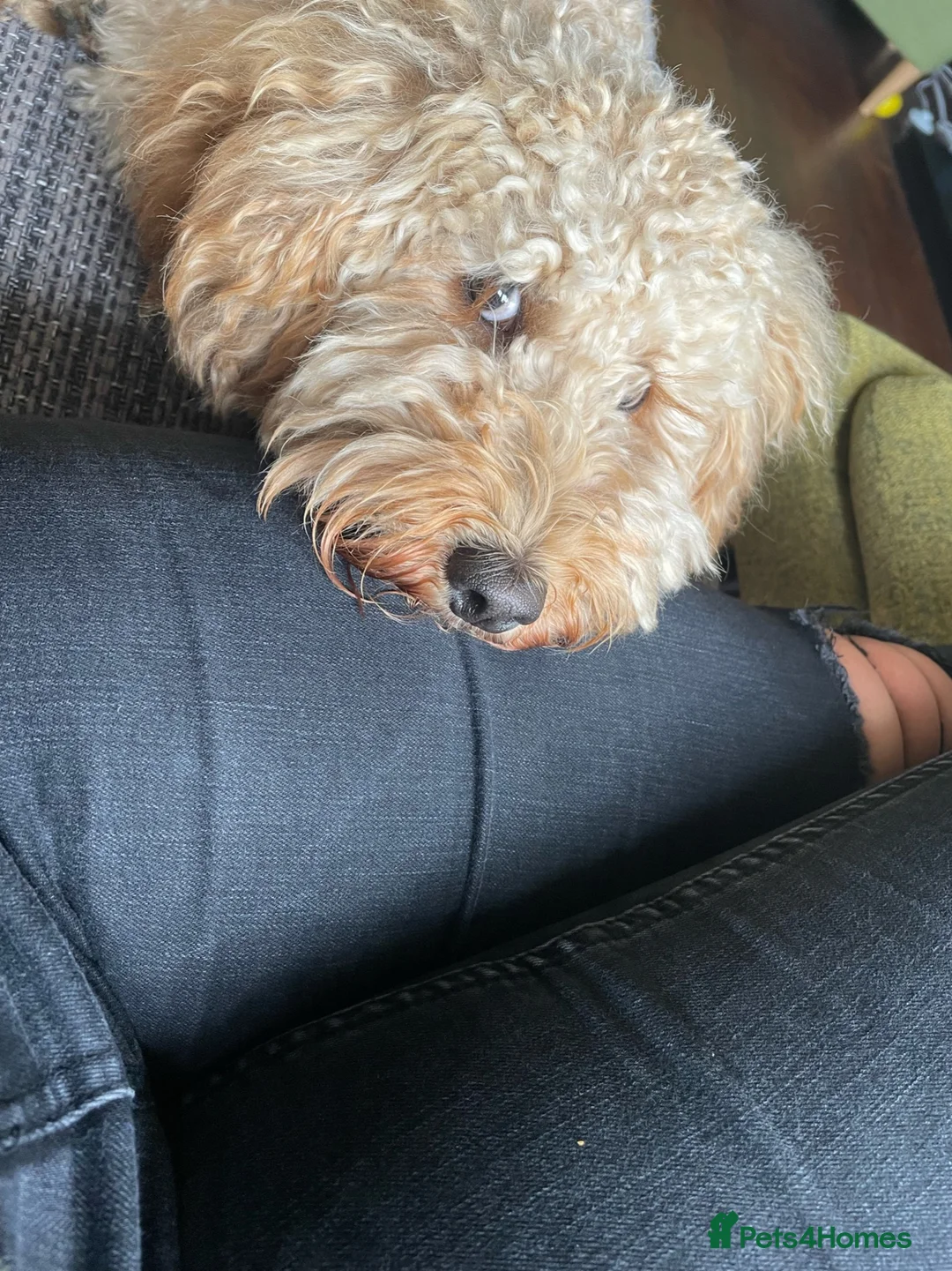 Cockapoo dogs for sale: Rosie 🐾 🩷 - Advert 6