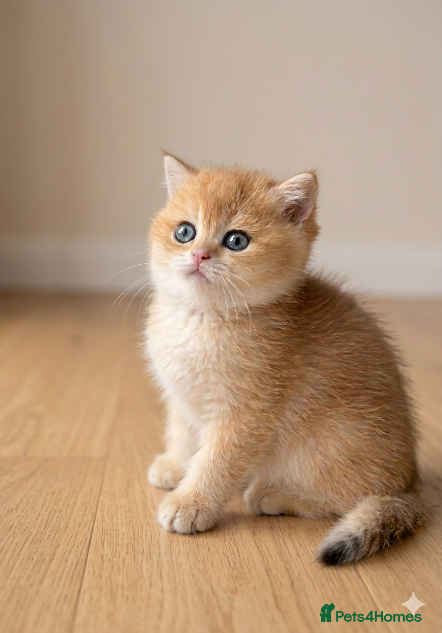 British Shorthair cats 🌟Adorable Golden Pure BSH kittens 🌟 - Advert 2