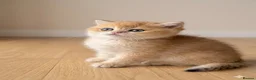 British Shorthair cats for sale: 🌟Adorable Golden Pure BSH kittens 🌟 - Advert 2