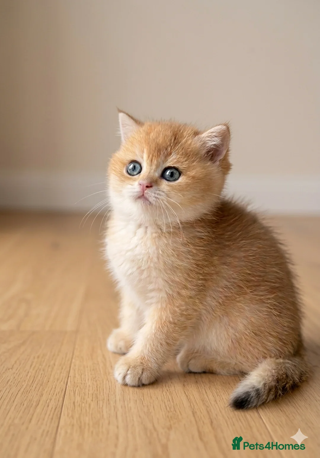 British Shorthair cats for sale: 🌟Adorable Golden Pure BSH kittens 🌟 - Advert 2