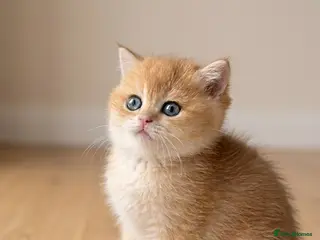 British Shorthair cats 🌟Adorable Golden Pure BSH kittens 🌟 - Advert 2