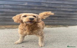 Mini Goldendoodle dogs for sale: Miniature Goldendoodle F1b Puppies - Image 3