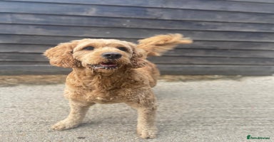 Mini Goldendoodle dogs - Advert 10