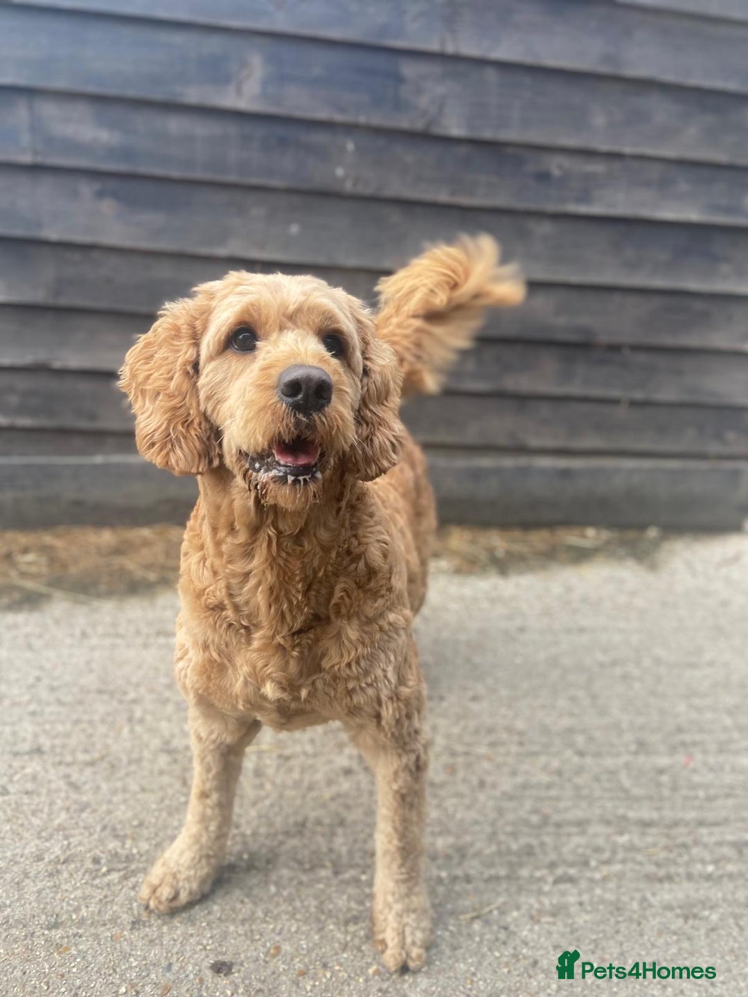 Mini Goldendoodle dogs for sale: Miniature Goldendoodle F1b Puppies - Image 3