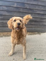 Mini Goldendoodle dogs - Advert 3