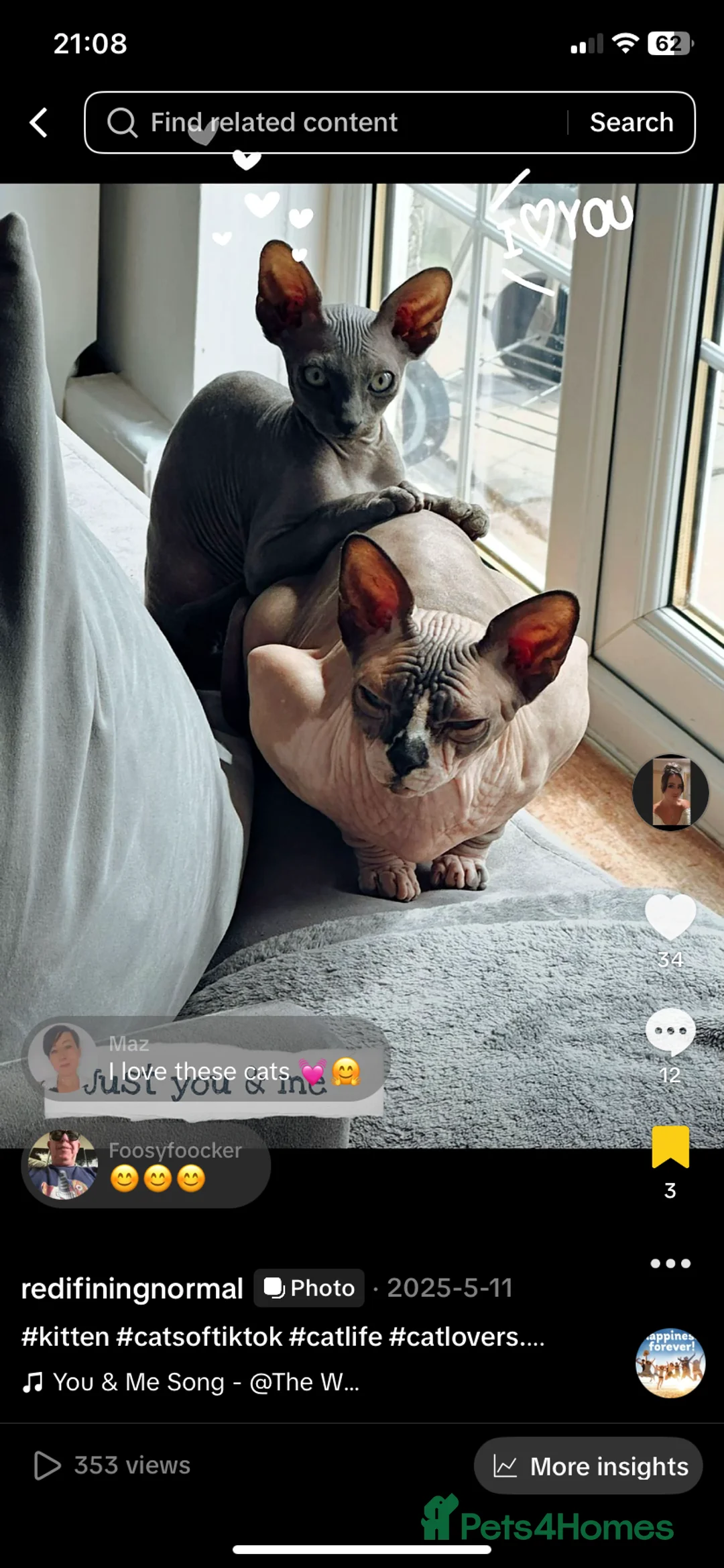 Sphynx cats for sale: Sphynx kittens  - Advert 1