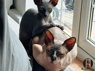 Sphynx cats Sphynx kittens - Advert 2