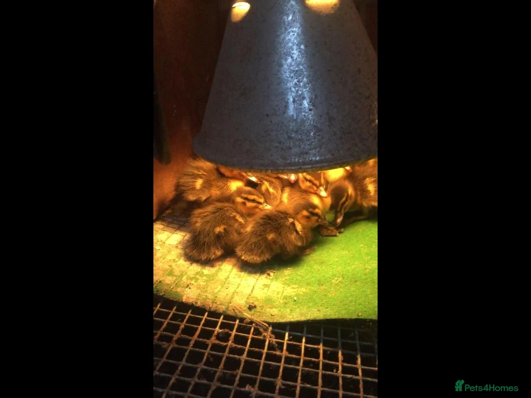 Mixed Breed birds for sale: Mallard Ducklings - Advert 2