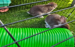 Mini Lion Lop rabbits for sale: Mini lop cross lionhead/mini lop - Image 13