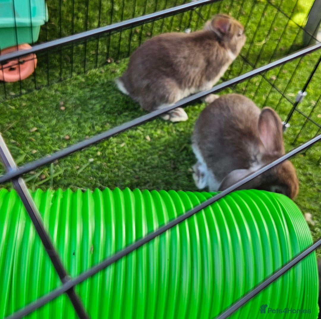 Mini Lion Lop rabbits for sale: Mini lop cross lionhead/mini lop - Image 13