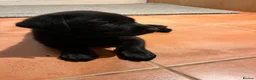 Labrador Retriever dogs for sale: **KC REGISTERED Labrador Puppies **  - Advert 24