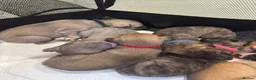 Mixed Breed dogs for sale: Beautiful Whippet/Greyhound Puppies in Penrhyndeudraeth - Advert 15