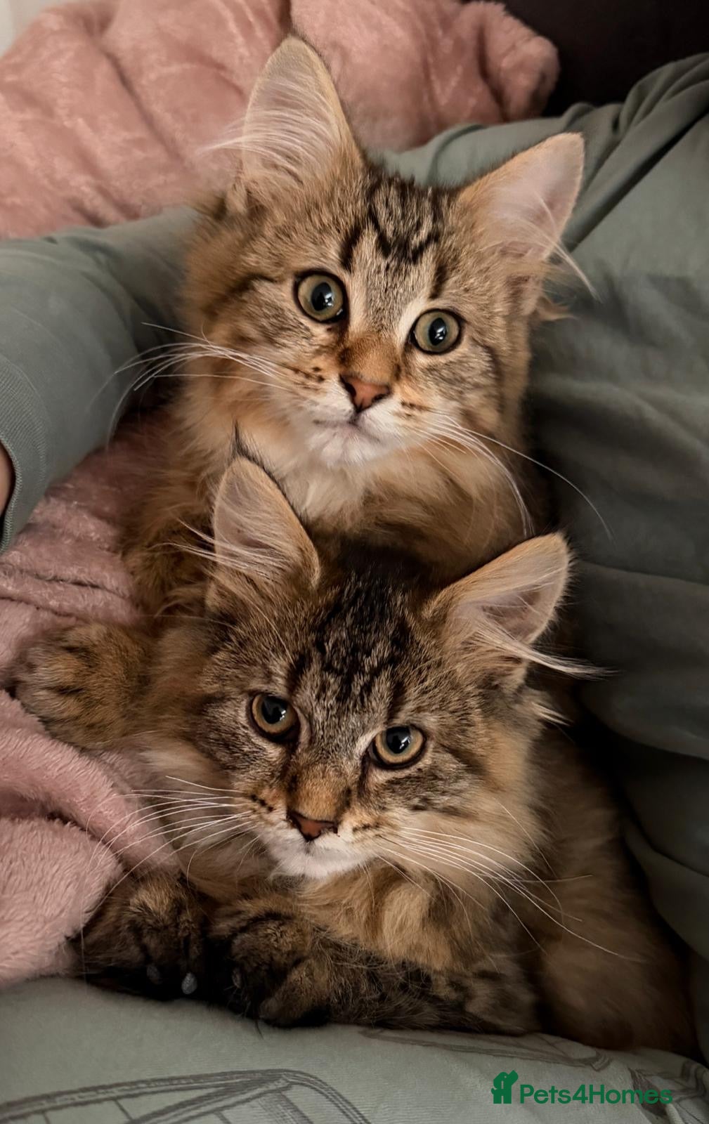 Maine Coon cats Stunning Maine coon x chinchilla kittens  - Advert 2