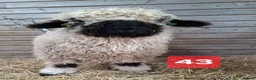 Sheep livestock for sale: Valais Blacknose Sheep, Lambs ewes & wethers - Advert 3