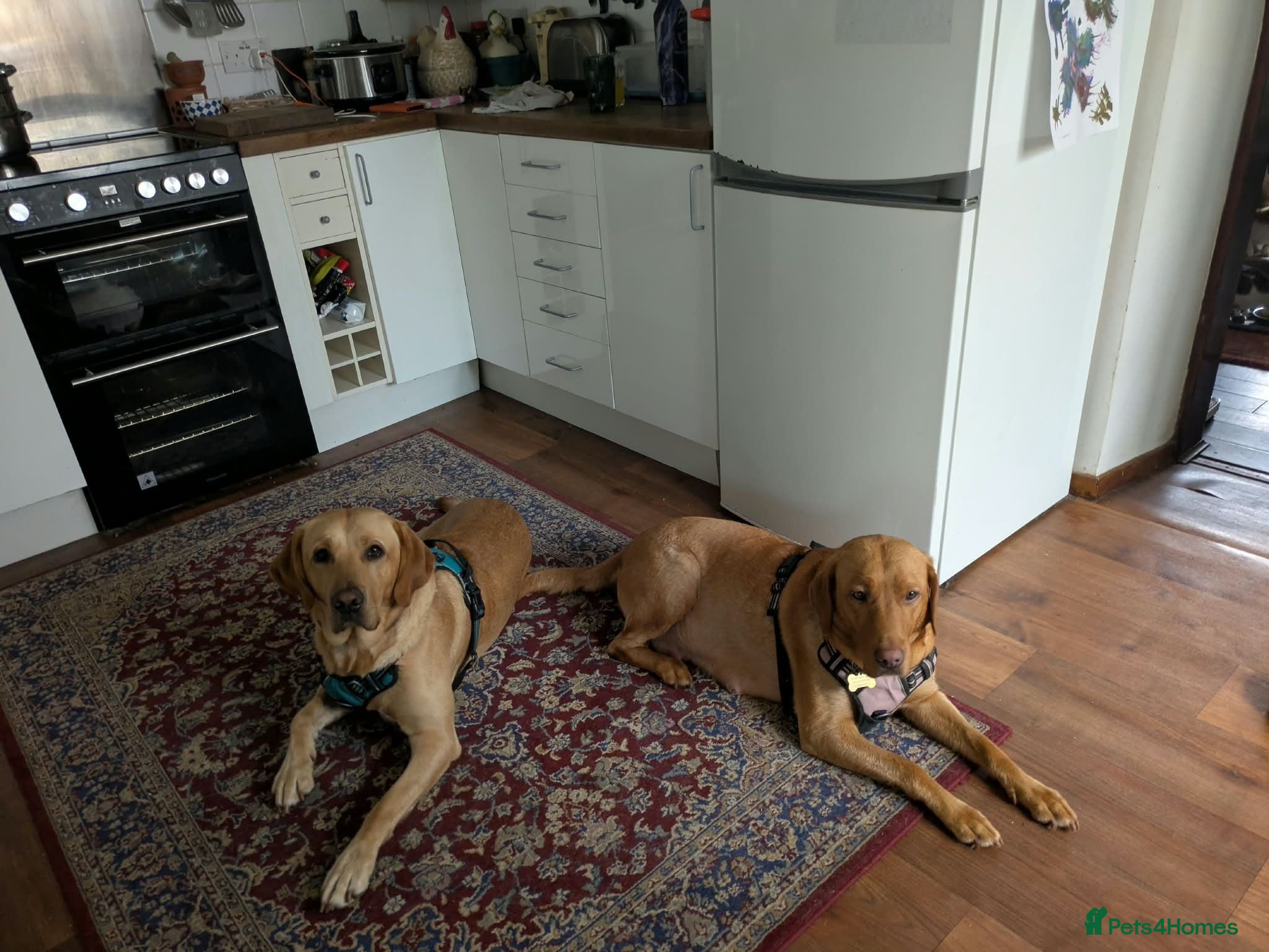 Labrador Retriever dogs Red and golden labs  - Advert 3