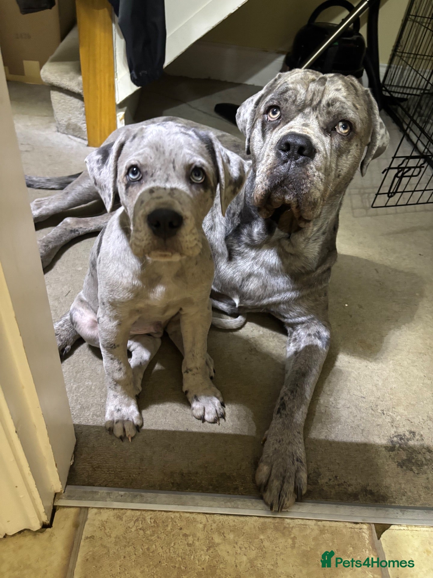 Cane Corso dogs ONE MERLE 11 WEEKS OLD - Advert 2