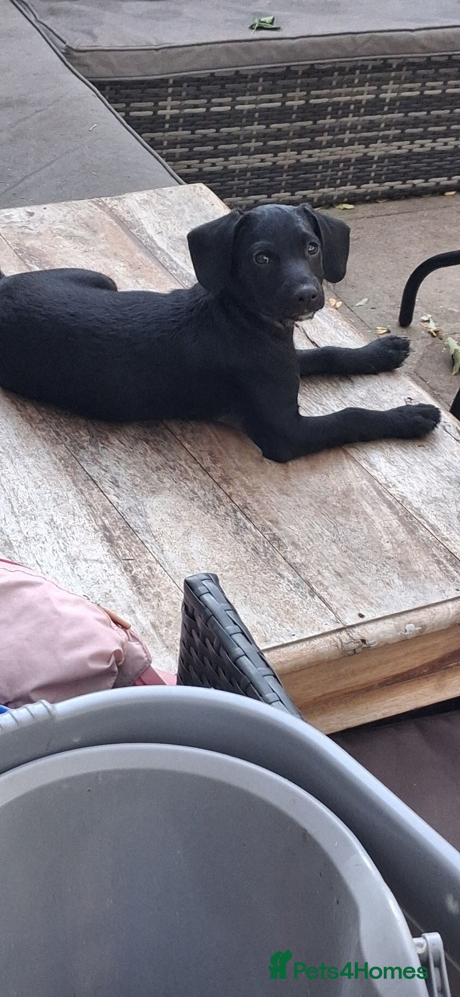 Chipoo dogs Ready to leave, last 2 boys, miniature poodle x - Advert 1