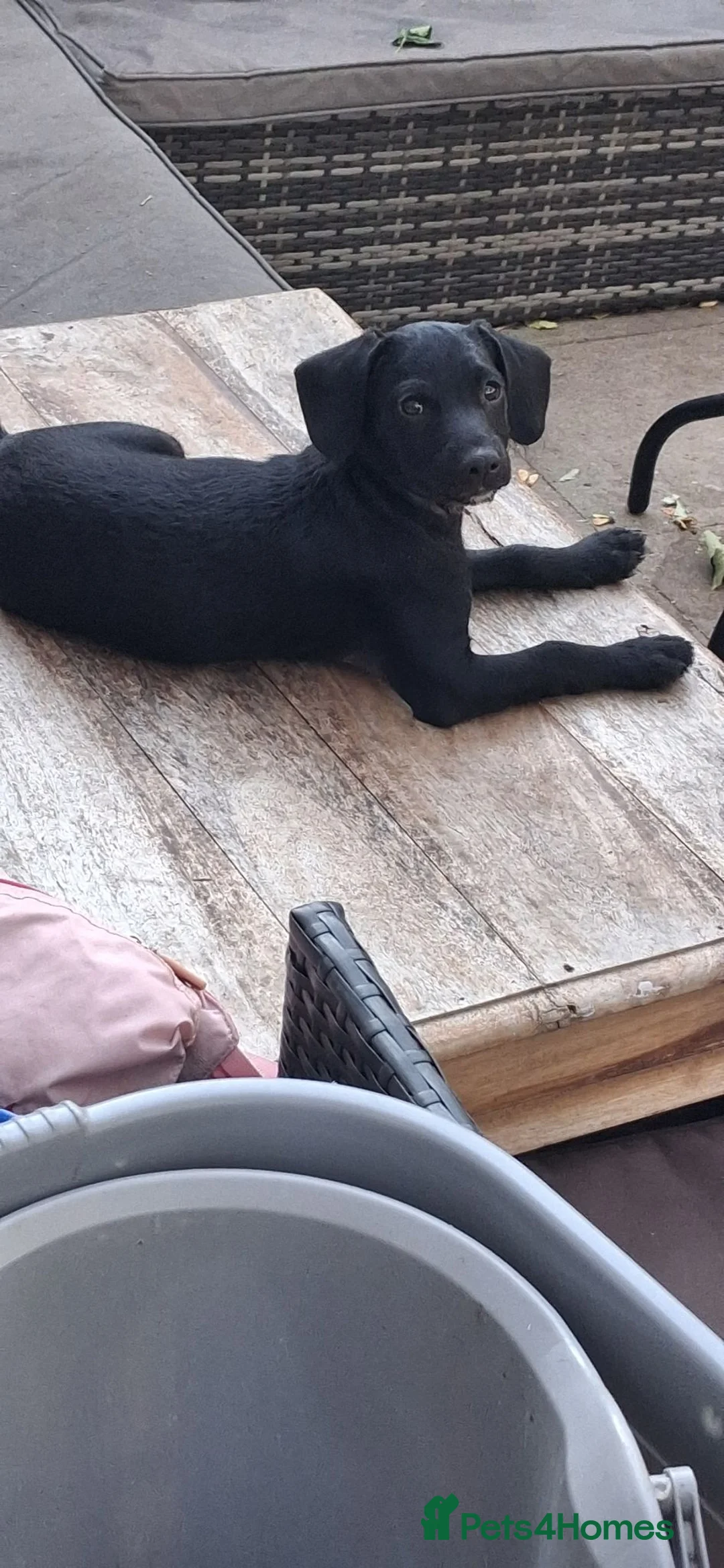 Chipoo dogs for sale: LAST BOY REMAINING.miniature poodle x - Advert 2