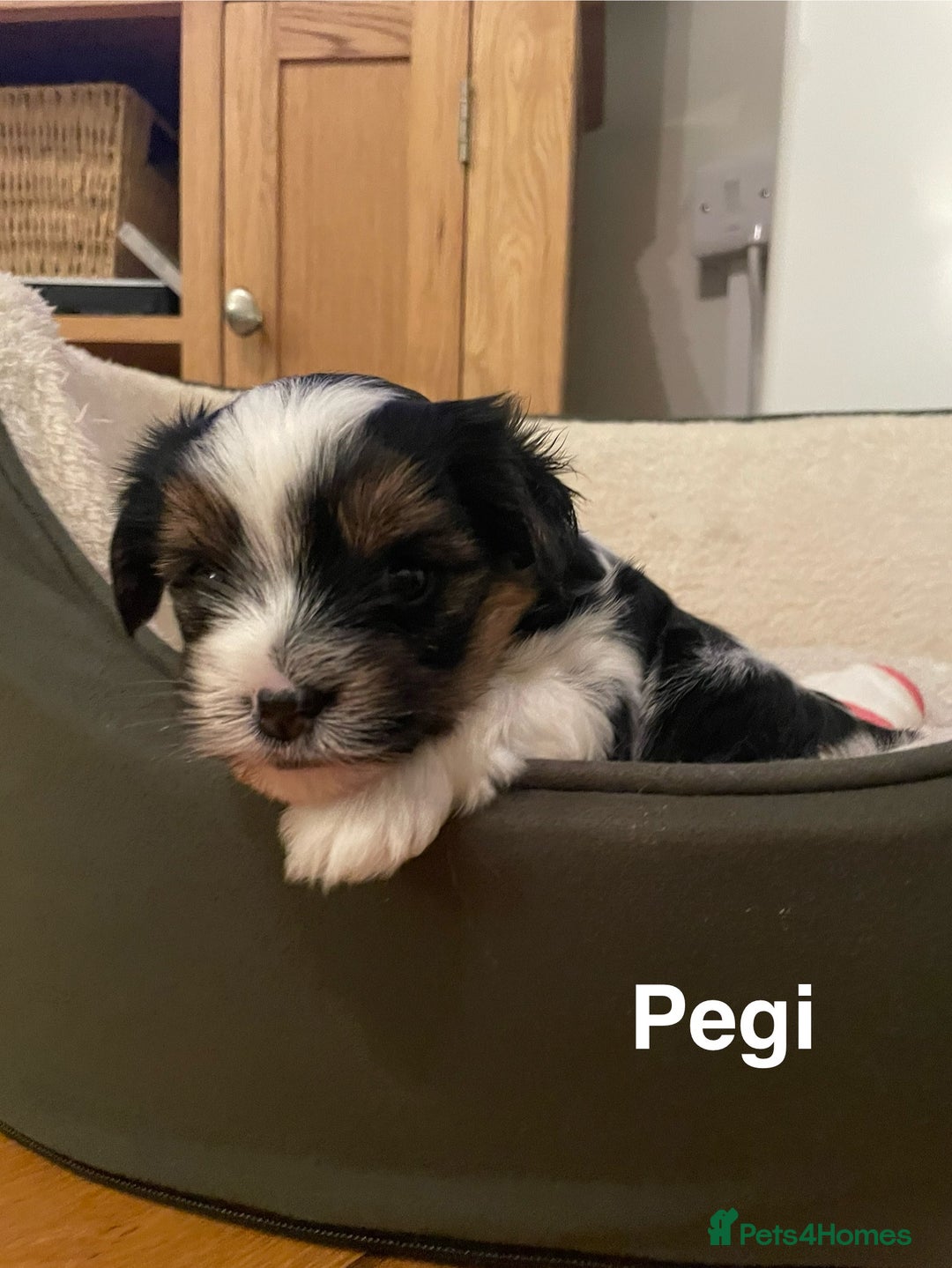 Biewer Terrier dogs for sale: Biewer Terrier Puppies - Advert 29