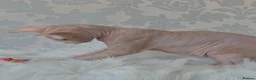 Sphynx cats for sale: 2 Stunning Sphynx Boys – Ready Now 💙 - Advert 29