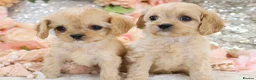 Cavapoo dogs for sale: Health Tested Cavapoo Puppies - Advert 13