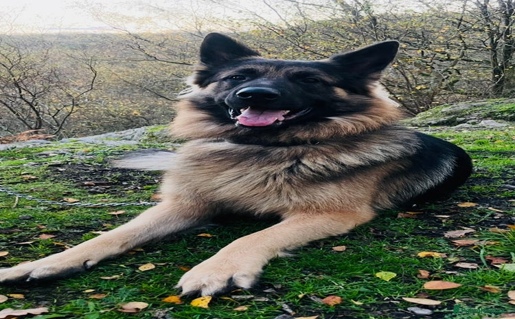 German Shepherd dogs Champion bloodline German Shepherd 🥇  - Advert 1