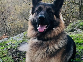 German Shepherd dogs Champion bloodline German Shepherd 🥇 - Advert 5