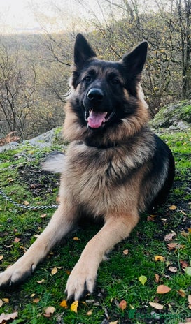 German Shepherd dogs Champion bloodline German Shepherd 🥇 - Advert 1