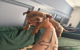 American Bully dogs for sale: Price Drop American pocket x American bully pups  in Bathgate - Image 23
