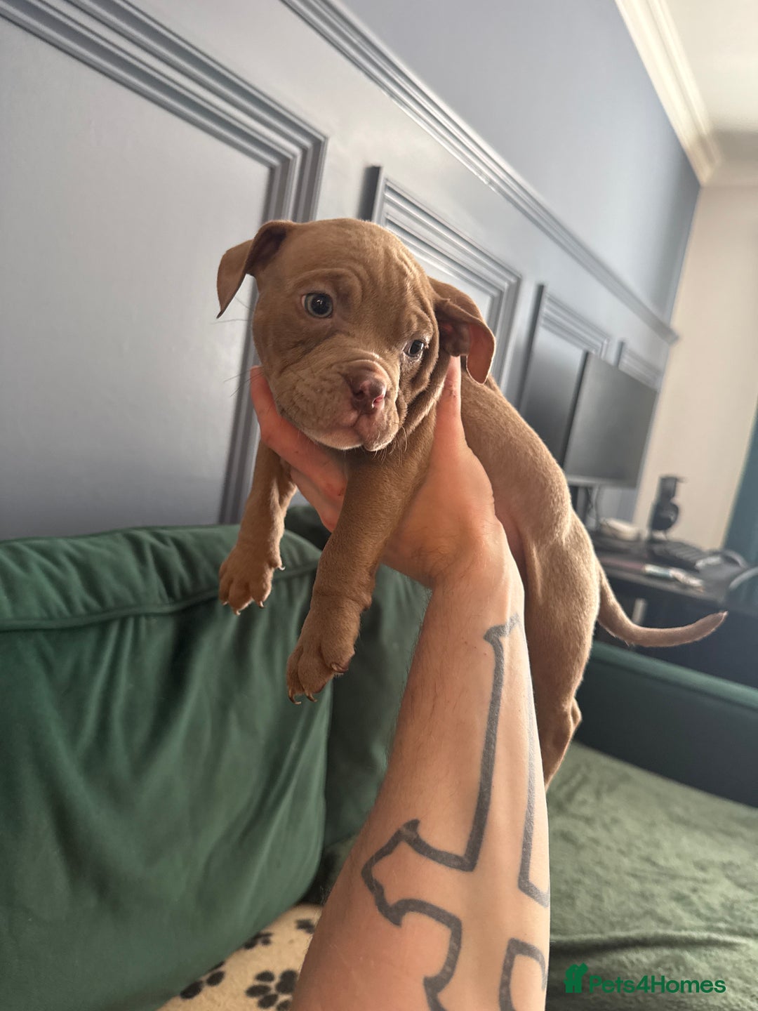American Bully dogs for sale: Price Drop American pocket x American bully pups  in Bathgate - Image 23