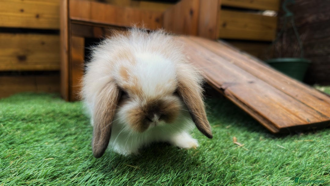Mini Lion Lop rabbits for sale: Baby lion lops  - Advert 10