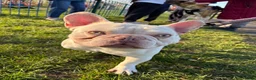 French Bulldog dogs for sale: French bulldog for sale  - Advert 1