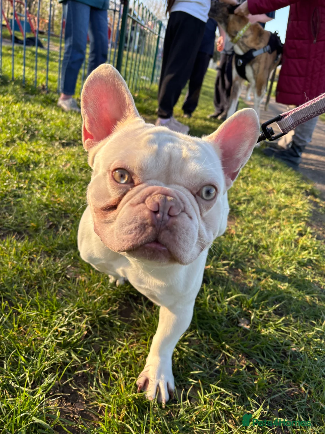 French Bulldog dogs for sale: French bulldog for sale  - Advert 1