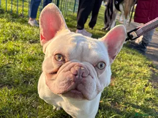 French Bulldog dogs French bulldog for sale - Advert 11