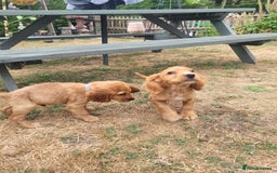 Cocker Spaniel dogs for sale: Cocker spaniel puppies - Image 5
