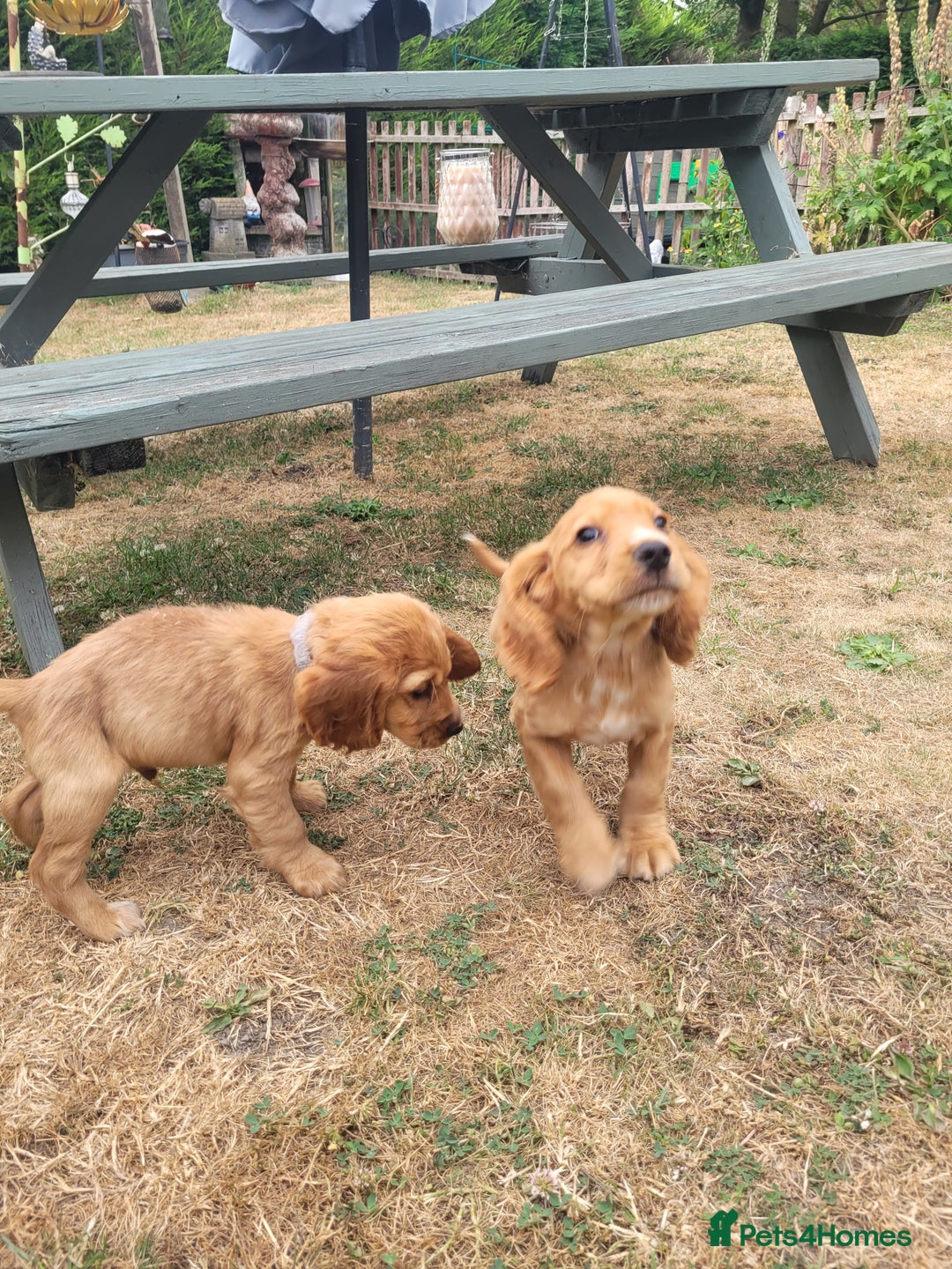 Cocker Spaniel dogs for sale: Cocker spaniel puppies - Image 5