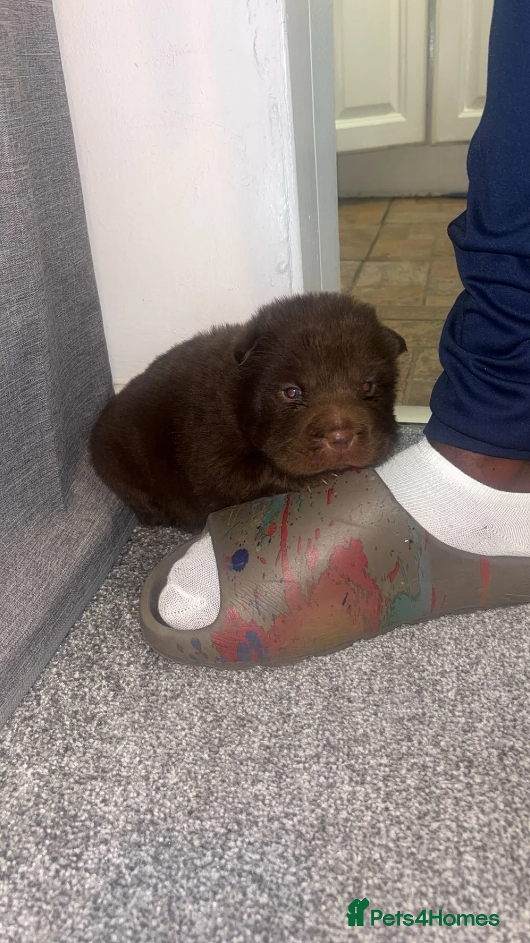 Shar Pei dogs for sale: Top quality choc and tan bear coat sharpies - Advert 17