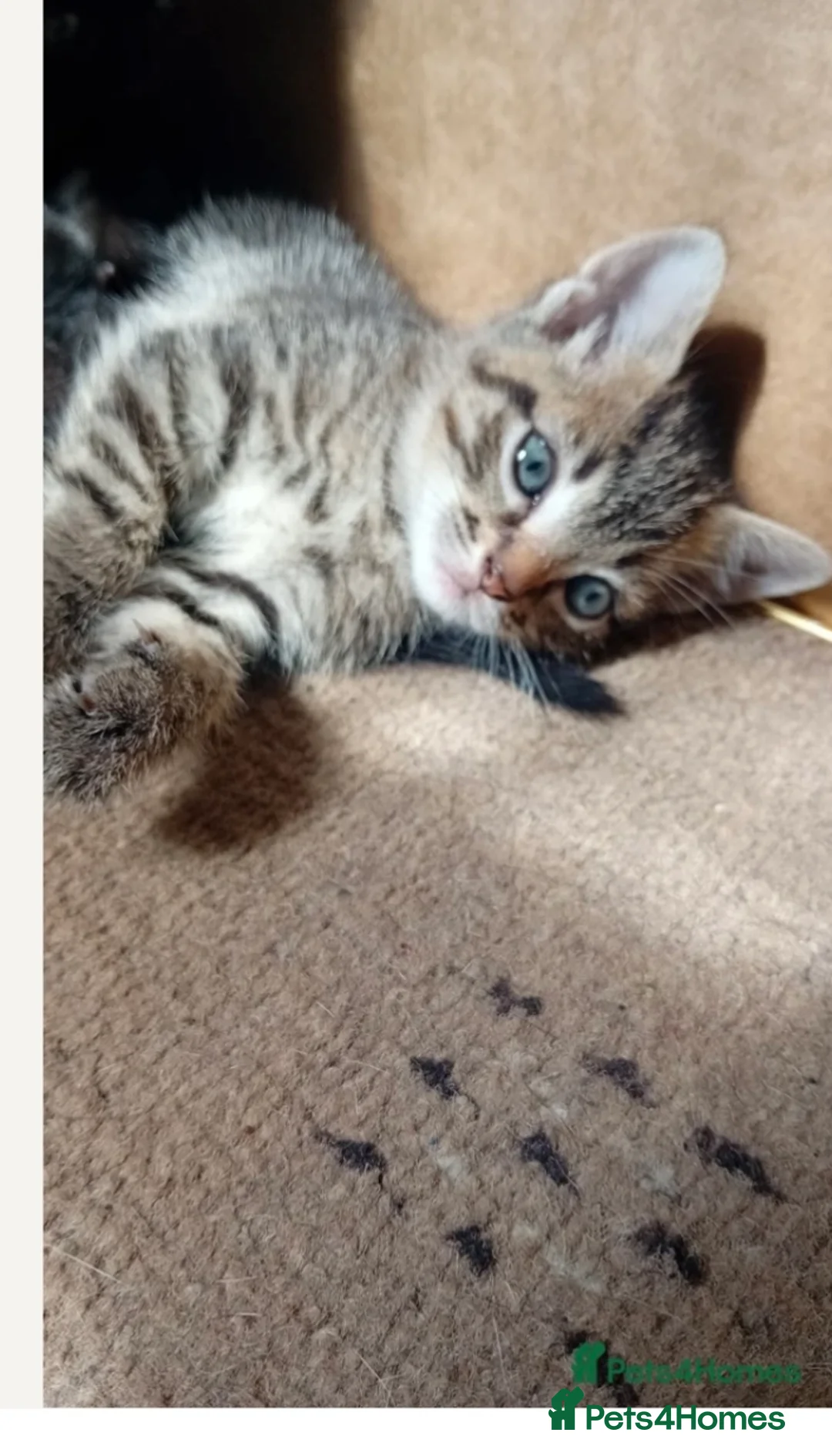 Domestic Shorthair cats for sale: Male 8 week Kitten - Advert 2