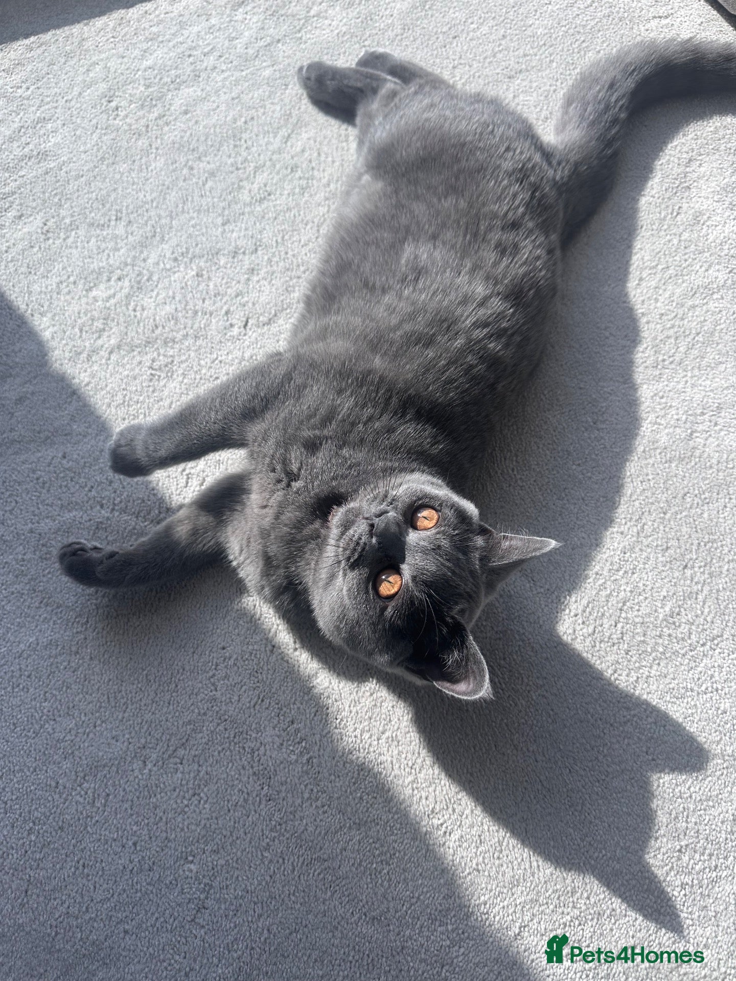 British Shorthair cats Adorable British Shorthair Kittens–Playful, Loving - Advert 1
