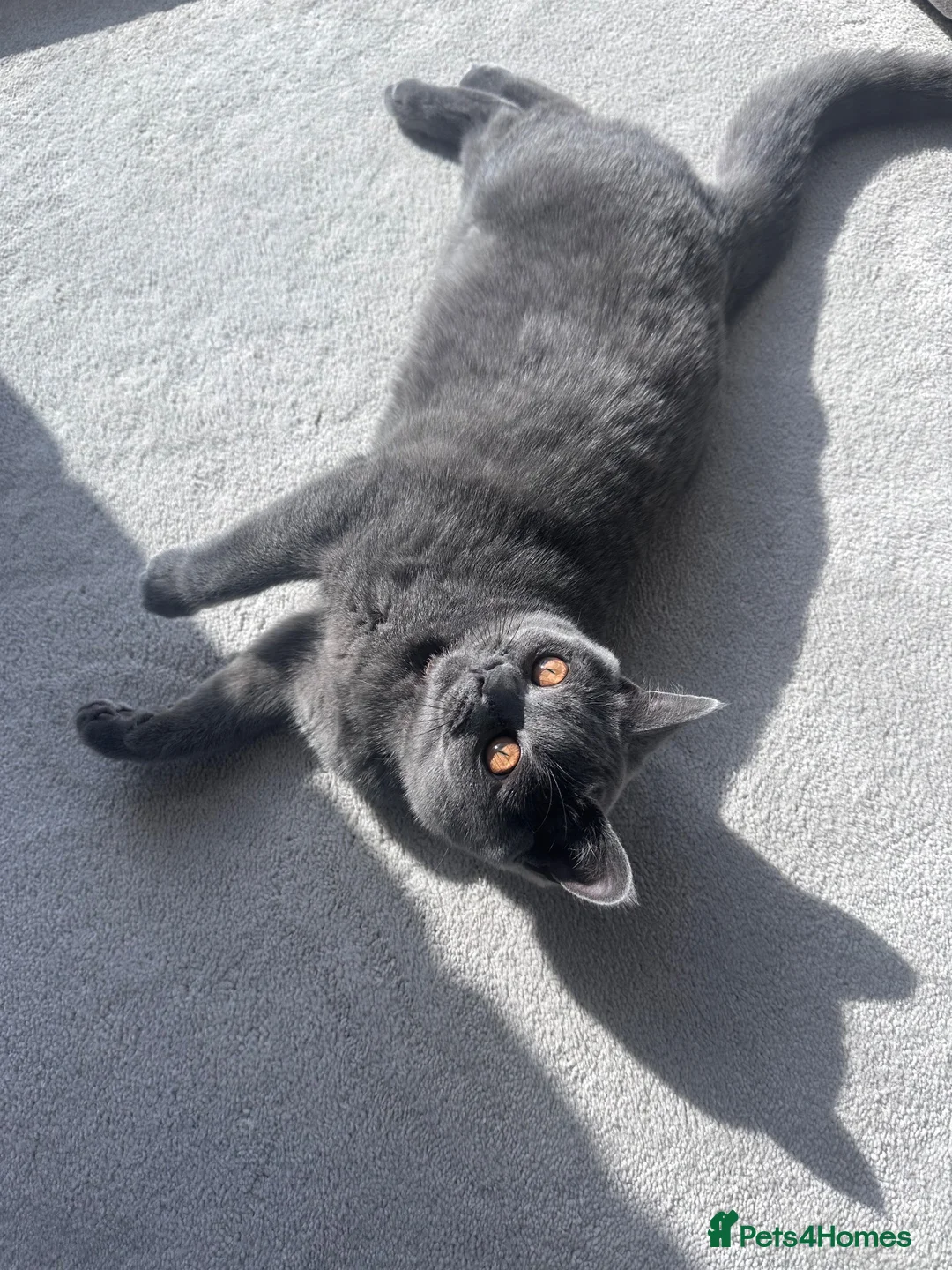 British Shorthair cats for sale: Adorable British Shorthair Kittens–Playful, Loving in Wembley - Advert 1