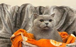 British Shorthair cats for sale: Beautiful British shorthair kittens for sale - Image 8