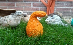 Quail poultry for sale: Covey of 13 Quail  - Image 5