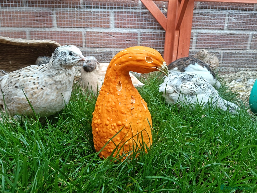 Quail poultry for sale: Covey of 13 Quail  - Image 5