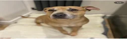 Staffordshire Bull Terrier dogs for sale: Re-home family dog  in Newcastle upon Tyne - Advert 1
