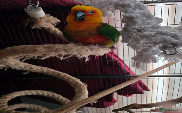 Conures birds - Advert 1