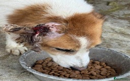 Mixed Breed dogs for adoption: Freud - Norwich Norfolk  - Advert 16