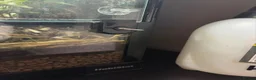 Gecko reptiles for sale: 45x45x60 custom terrarium  - Advert 5