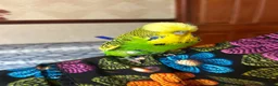 Budgerigars birds for sale: Harness trained English budgie - Advert 10